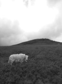 Dog on field against sky