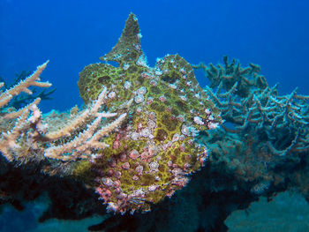 A giant frogfish - antennarius commerson - in the red sea, egypt