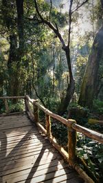 Wooden footbridge amidst trees in forest