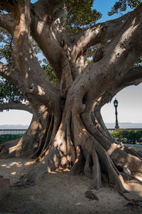 Tree growing in park