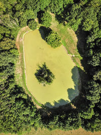 High angle view of trees growing in forest