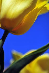 Close-up of flowers against blue sky