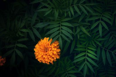 High angle view of orange flowering plant