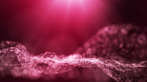 Macro shot of pink flower petals