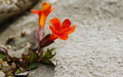 Close-up of flower against blurred background