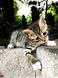 Close-up portrait of a cat