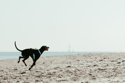 Dog running on beach