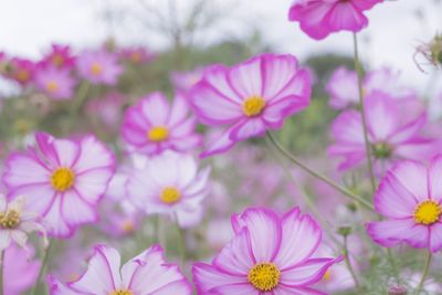 Close-up of pink cosmos flowers