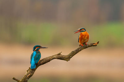 Bird perching on a branch