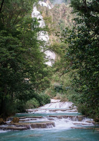 Scenic view of river amidst trees in forest