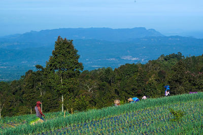 Landscape of the terraced spring onion fields, sukomakmur, magelang, indonesia