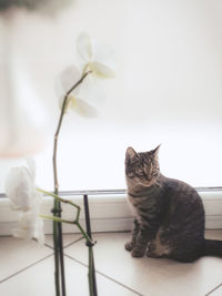 Cat sitting on table