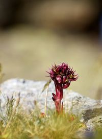 Close-up of wilted plant