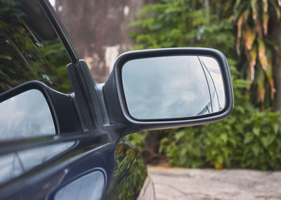 Reflection of trees on side-view mirror