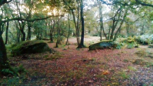 Trees in forest during autumn