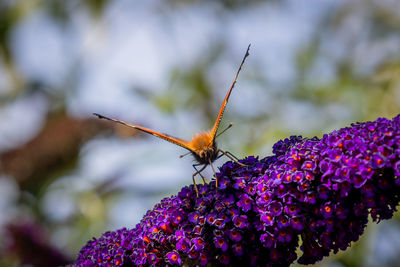 The peacock butterfly with bright colors and a drawing on the wings to deter predators