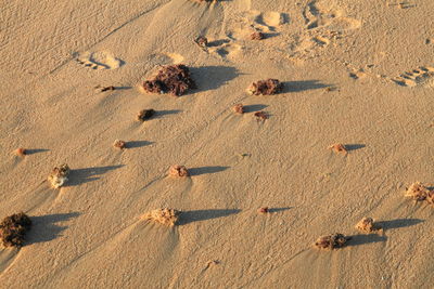 High angle view of sand on beach and alguies.