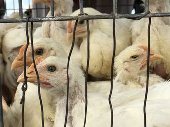Close-up of pig in cage