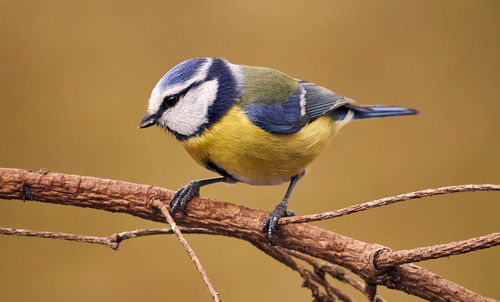 Close-up of bird perching on branch