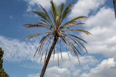 A palm tree taken from below with a cloudy sky