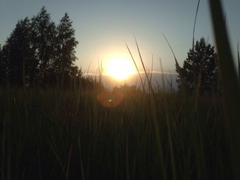 Close-up of silhouette trees on field against sky at sunset