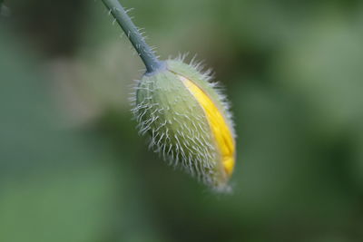 Close-up of caterpillar on plant