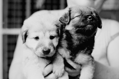 Midsection of woman holding puppies