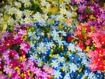 Full frame shot of multi colored flowers blooming outdoors