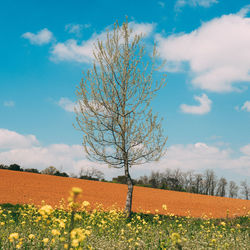 Scenic view of flowering plants on field against sky