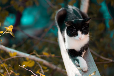 Close-up of cat sitting outdoors