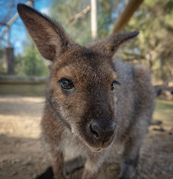 An inquisitive wallaby gets close for its portrait