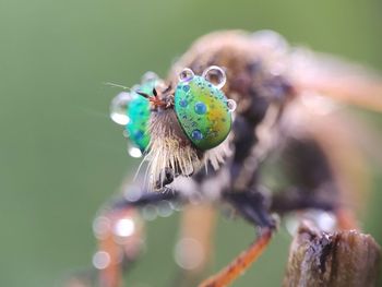 Close-up of butterfly on flower