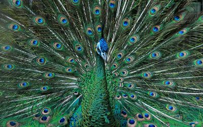 Full frame shot of peacock feathers