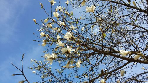 Low angle view of flowers against blue sky