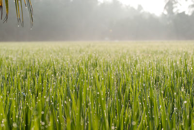 Crops growing on field