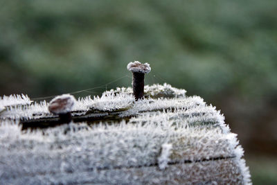 Frost covered