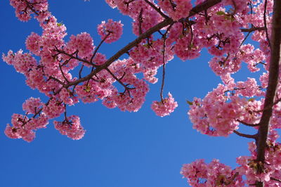 Low angle view of cherry blossoms against sky