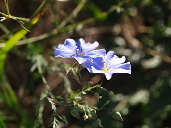 Close-up of purple flower