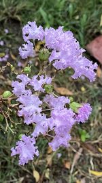 Close-up of purple flowering plant