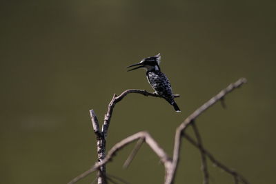 Close-up of bird perching on plant