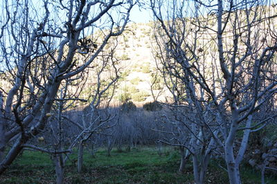 Bare trees on field against sky