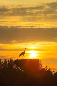 Silhouette bird against sky at sunset