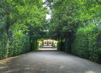 Narrow pathway along trees