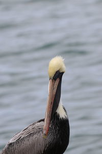 Close-up of bird