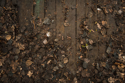 High angle view of dry leaves on field