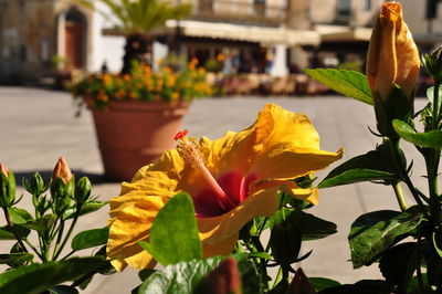 Close-up of yellow flowering plant