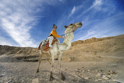 View of horse on sand