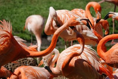 Close-up of birds on field