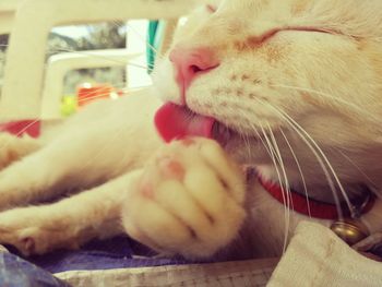 Close-up of cat yawning