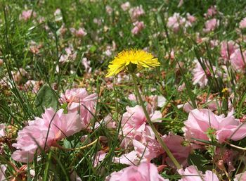 Close-up of pink flowering plants on field